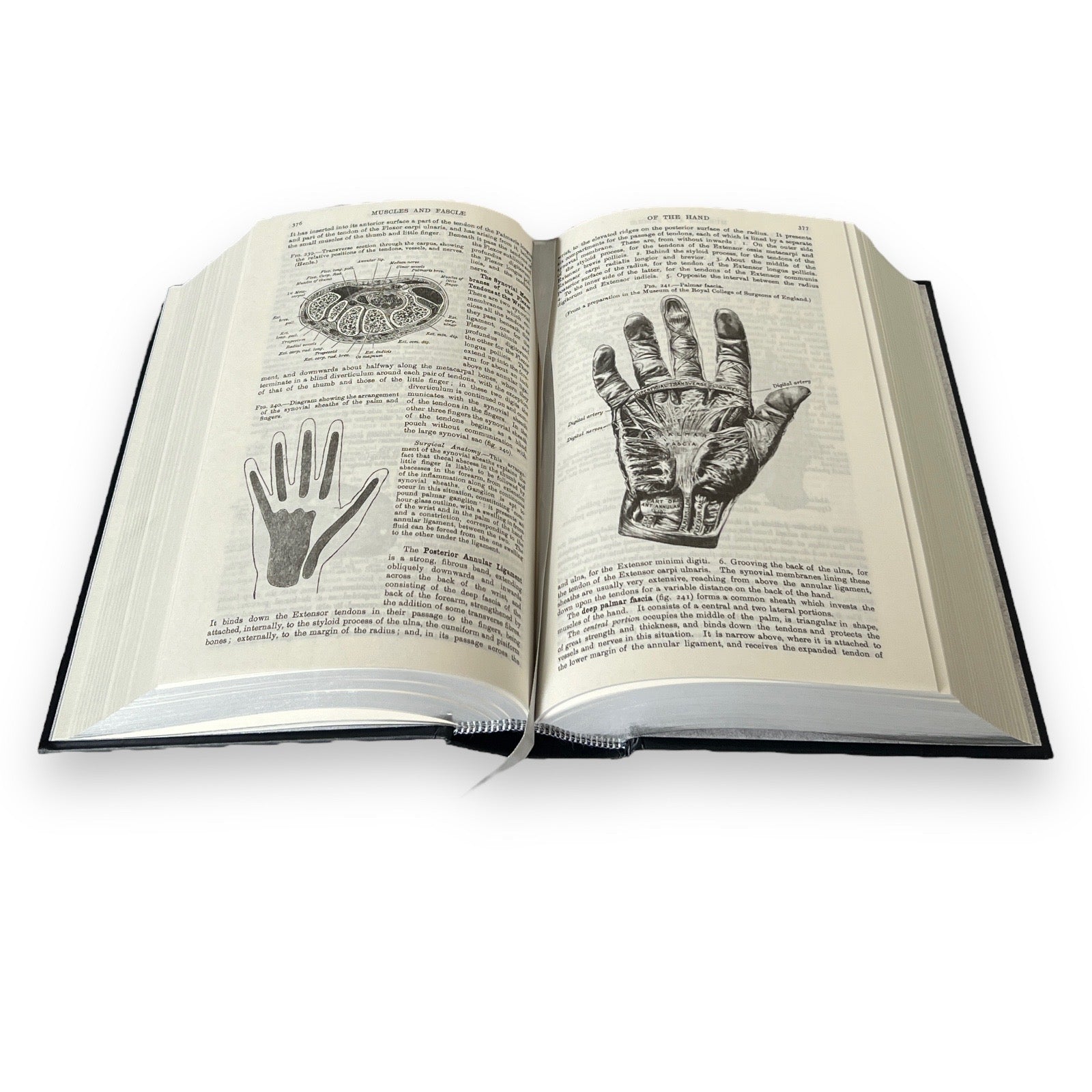 Gray's Anatomy by Henry Gray - Collectible Illustrated Leather Bound Hardcover